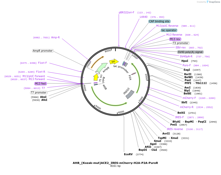 335107_map