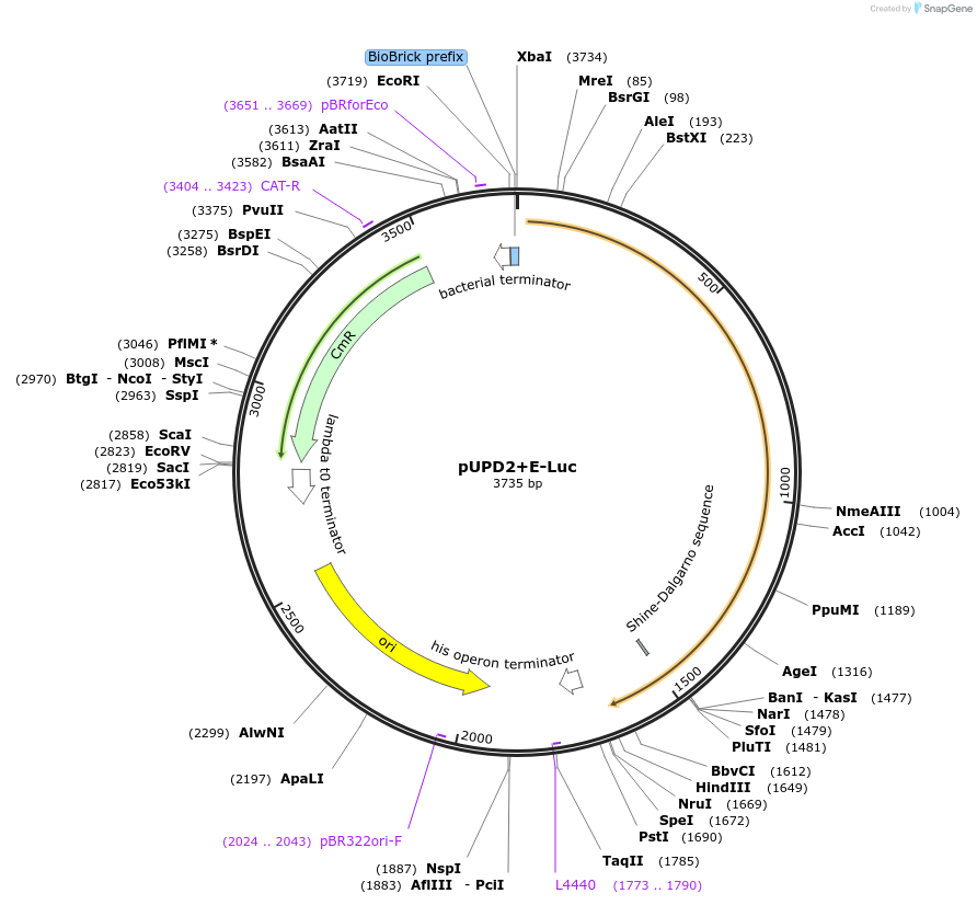 170873-plasmid-map-sequence-id-335110