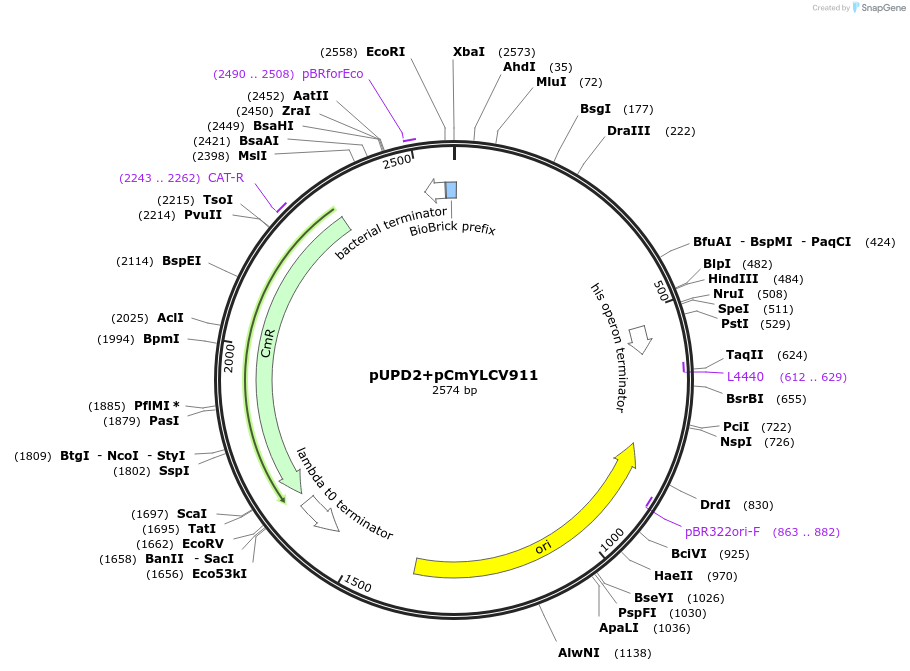 170878-plasmid-map-sequence-id-335113