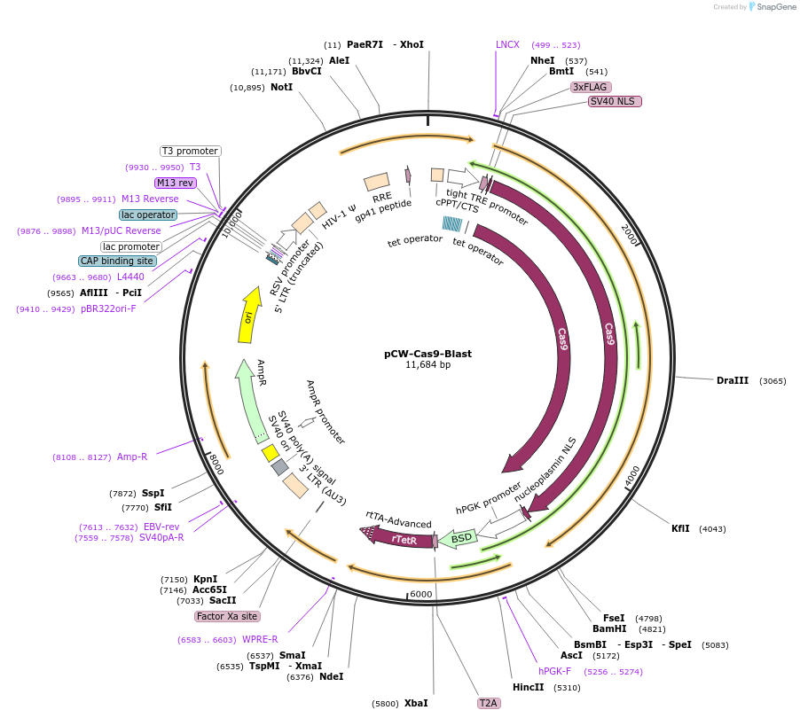83481-plasmid-map-sequence-id-335118