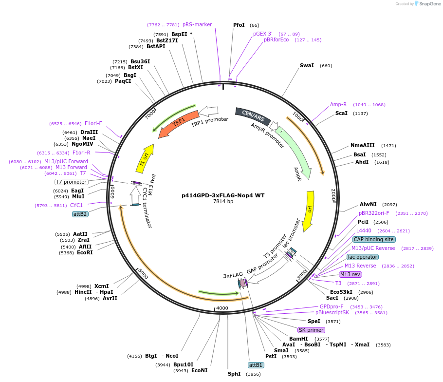 169261-plasmid-map-sequence-id-335119