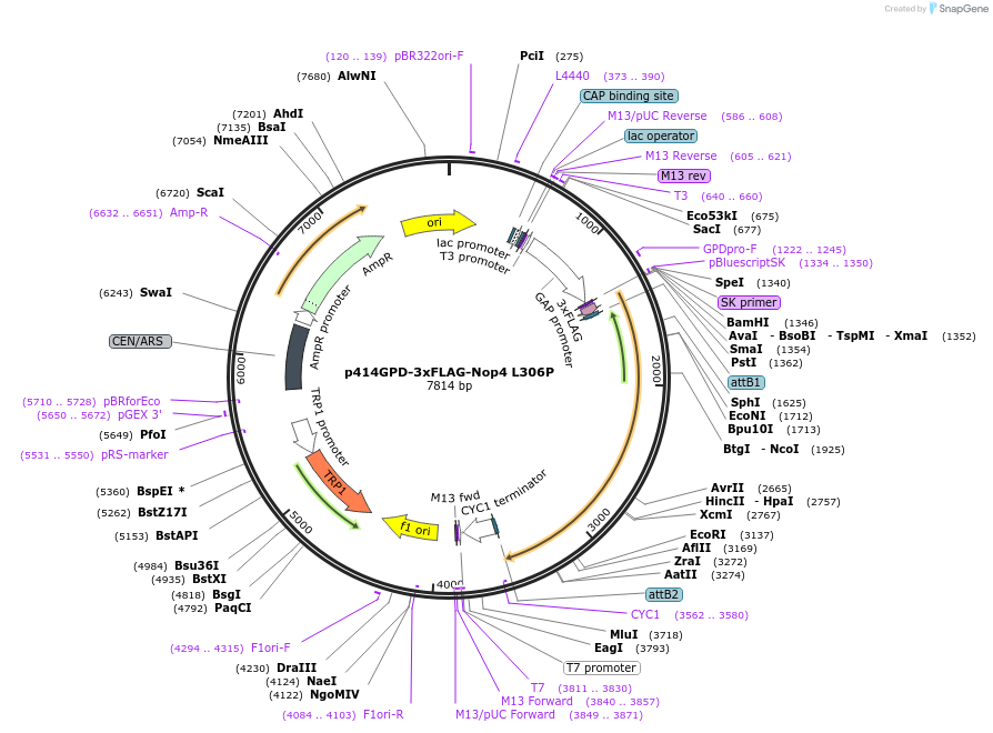169262-plasmid-map-sequence-id-335122