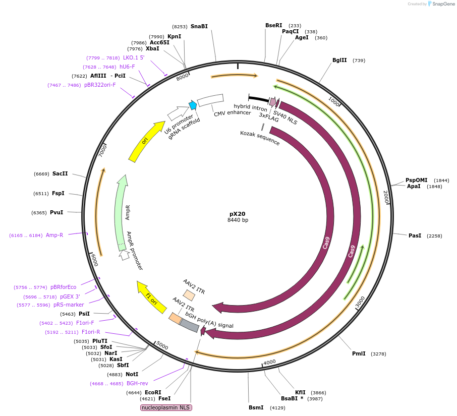 169443-plasmid-map-sequence-id-335123
