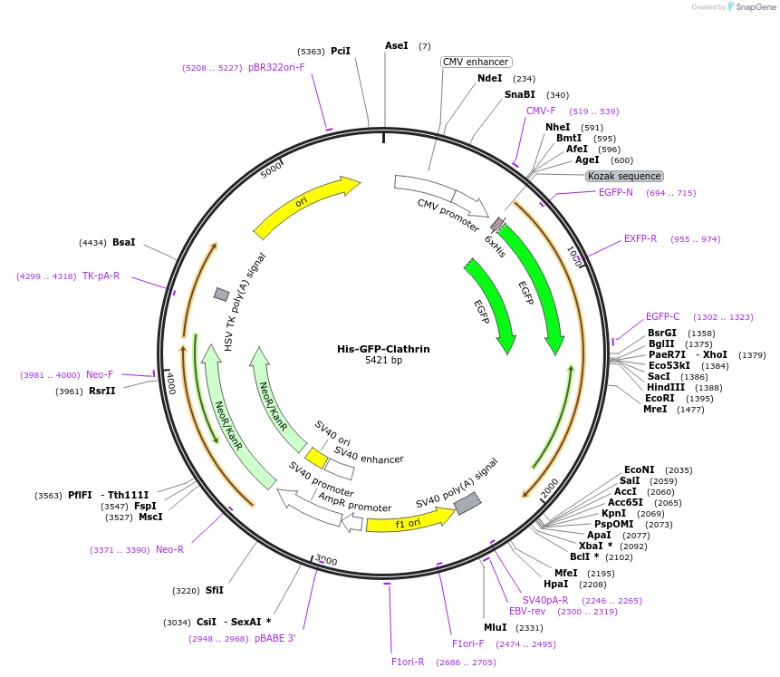 170858-plasmid-map-sequence-id-335125