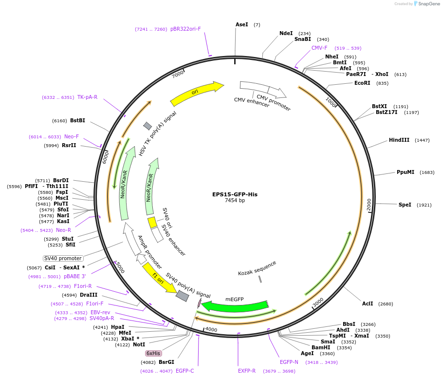 170860-plasmid-map-sequence-id-335127