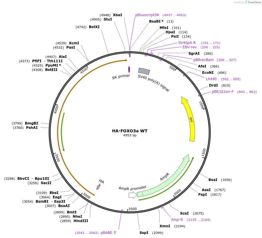 1787-plasmid-map-sequence-id-335128