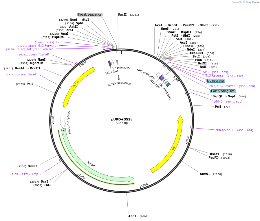 170886-plasmid-map-sequence-id-335134