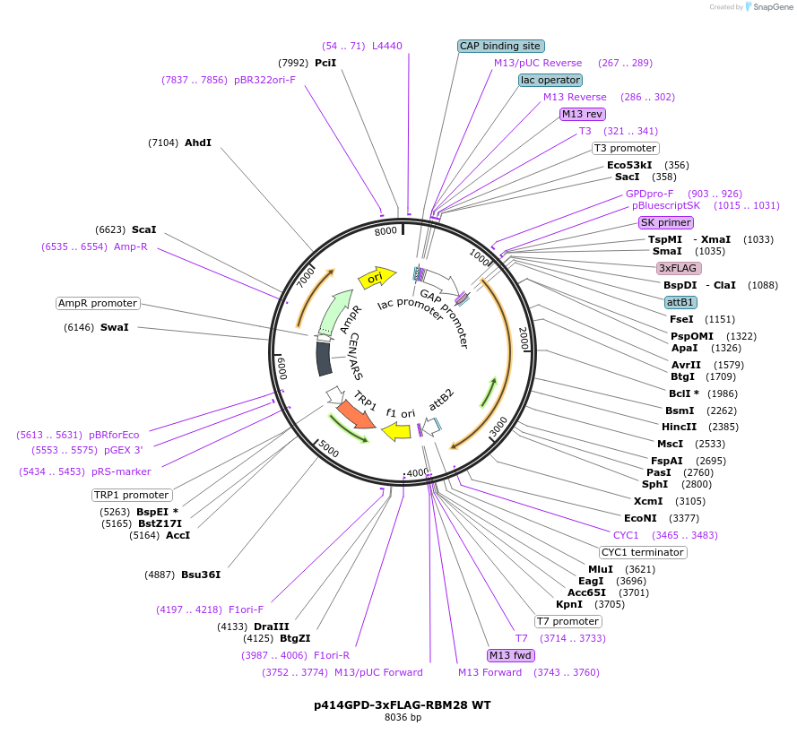 169265-plasmid-map-sequence-id-335135