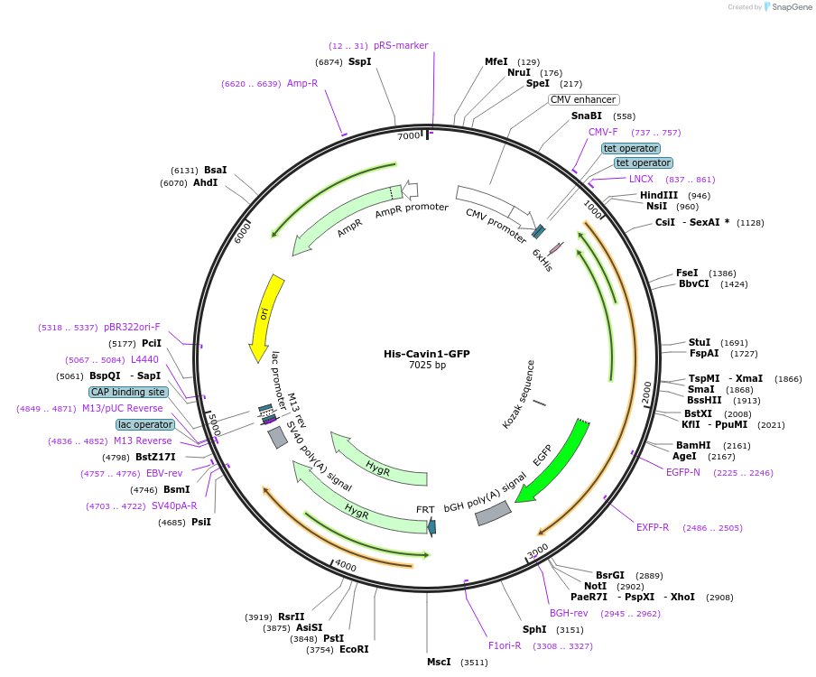 170859-plasmid-map-sequence-id-335136