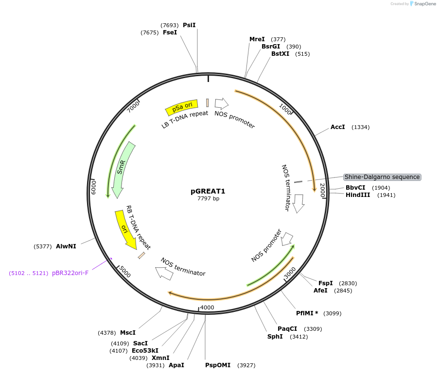 170889-plasmid-map-sequence-id-335137