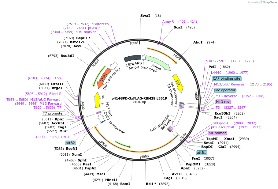 169266-plasmid-map-sequence-id-335138