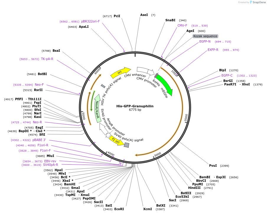 170867-plasmid-map-sequence-id-335139