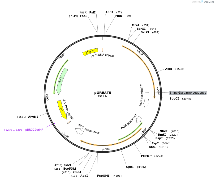 170893-plasmid-map-sequence-id-335142