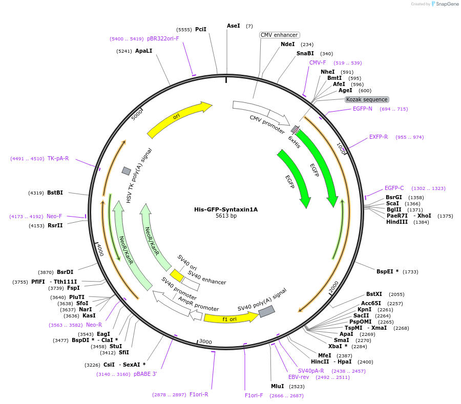170871-plasmid-map-sequence-id-335143