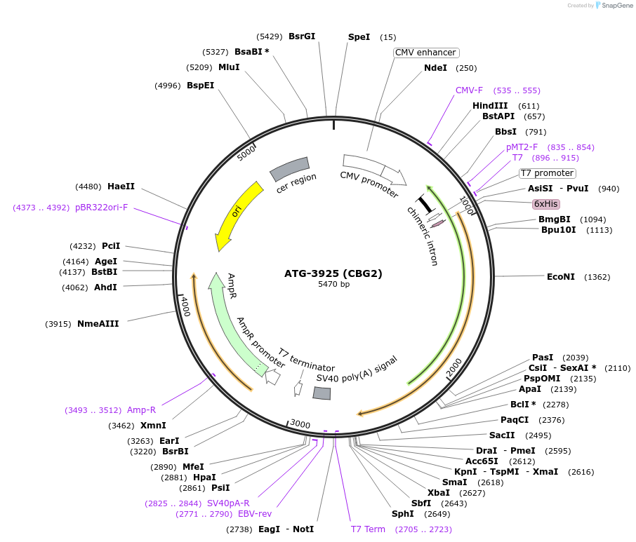 167839-plasmid-map-sequence-id-335154