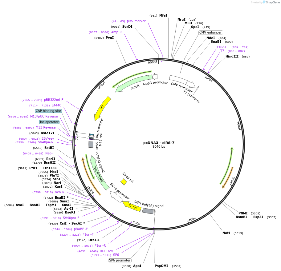 169139-plasmid-map-sequence-id-335160