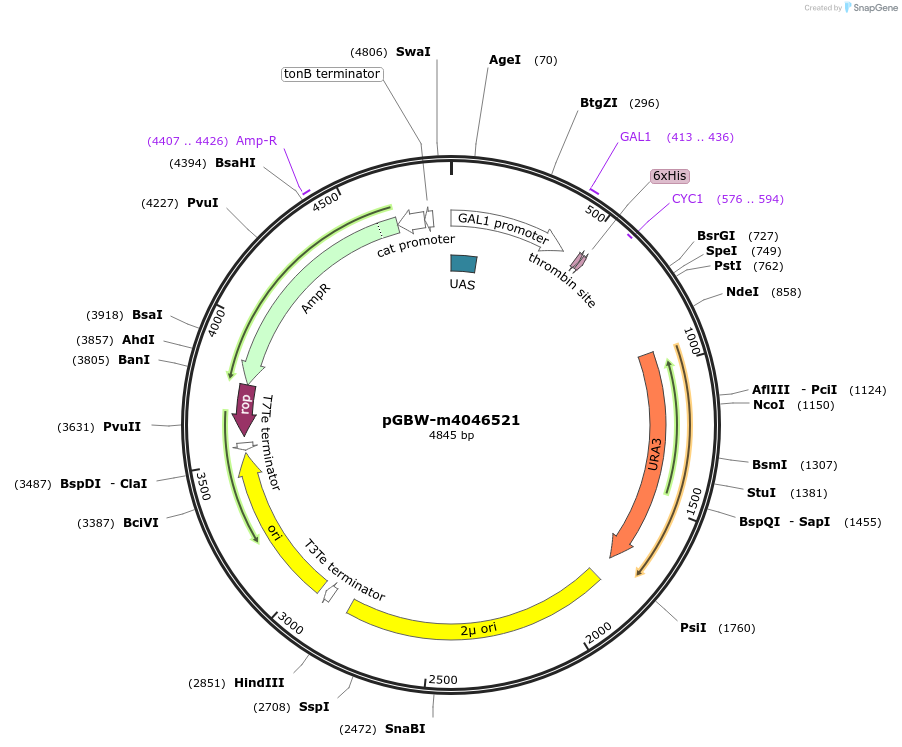 145473-plasmid-map-sequence-id-335170