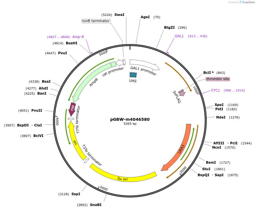 145391-plasmid-map-sequence-id-335171