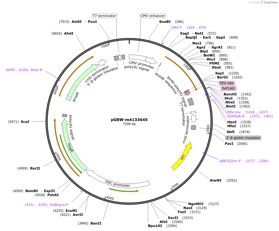 152869-plasmid-map-sequence-id-335172