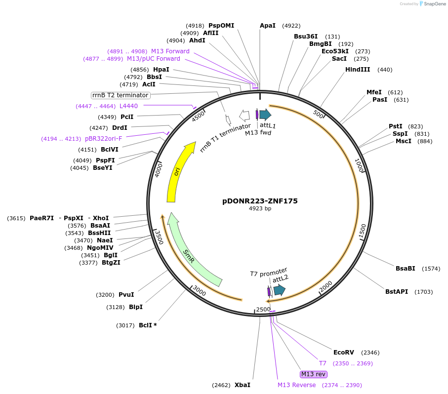 88551-plasmid-map-sequence-id-335173