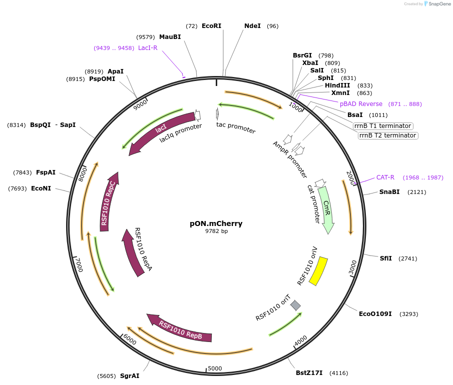 84821-plasmid-map-sequence-id-335227
