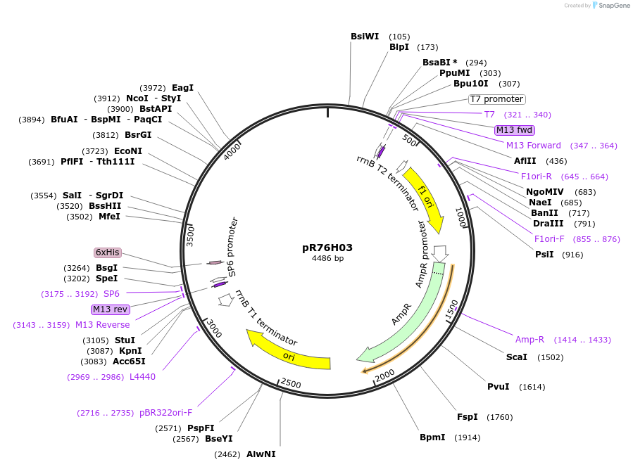 165793-plasmid-map-sequence-id-335234