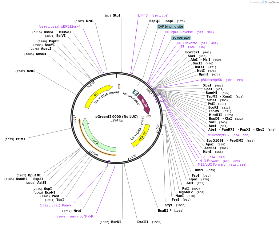 44465-plasmid-map-sequence-id-335235