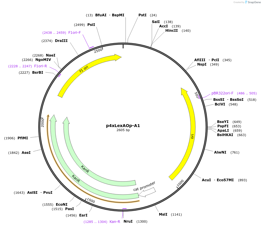 165814-plasmid-map-sequence-id-335271
