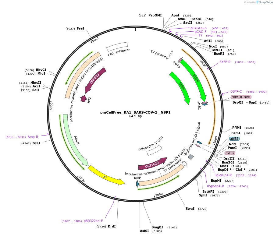 169376-plasmid-map-sequence-id-335277
