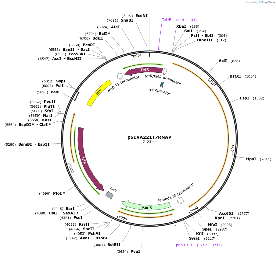 167974-plasmid-map-sequence-id-335278