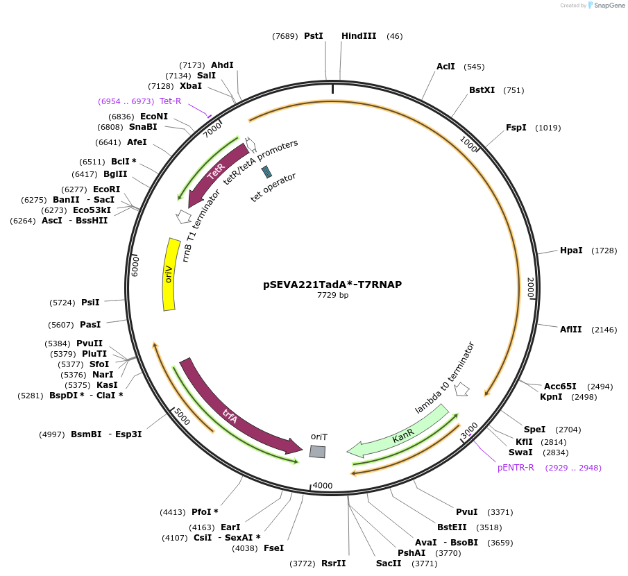 167980-plasmid-map-sequence-id-335279