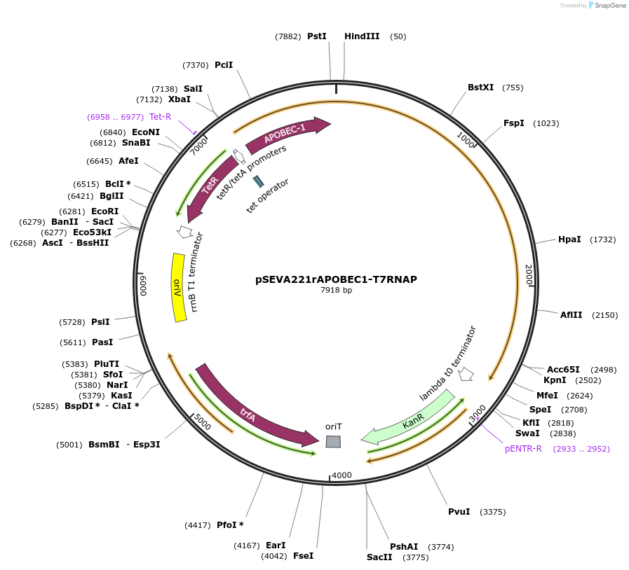 167979-plasmid-map-sequence-id-335281