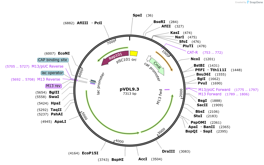 168299-plasmid-map-sequence-id-335286