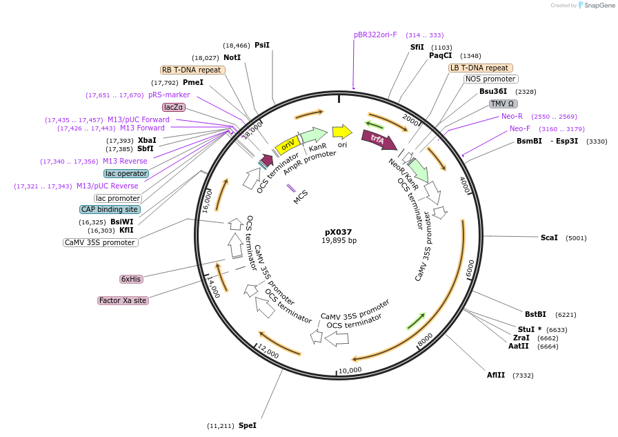 167156-plasmid-map-sequence-id-335288