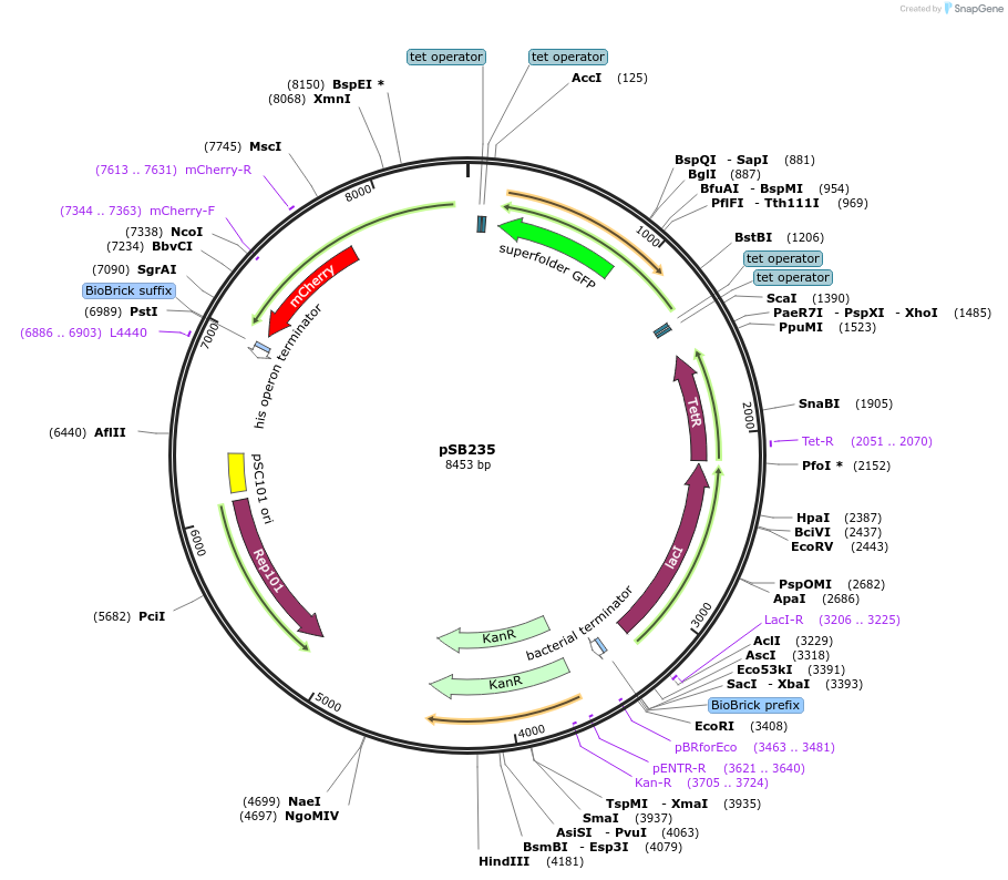 164130-plasmid-map-sequence-id-335349