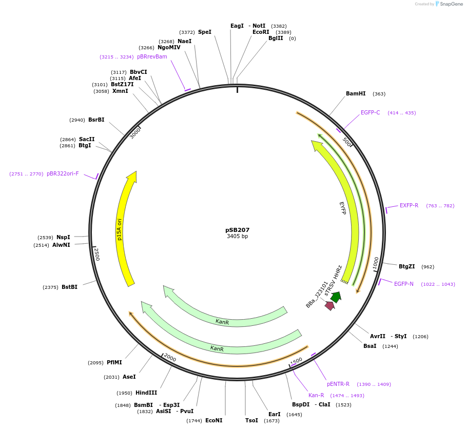 164122-plasmid-map-sequence-id-335352