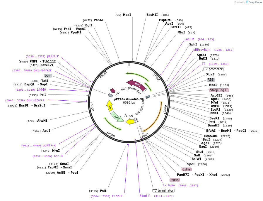 169106-plasmid-map-sequence-id-335361
