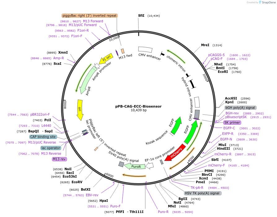 140832-plasmid-map-sequence-id-335362