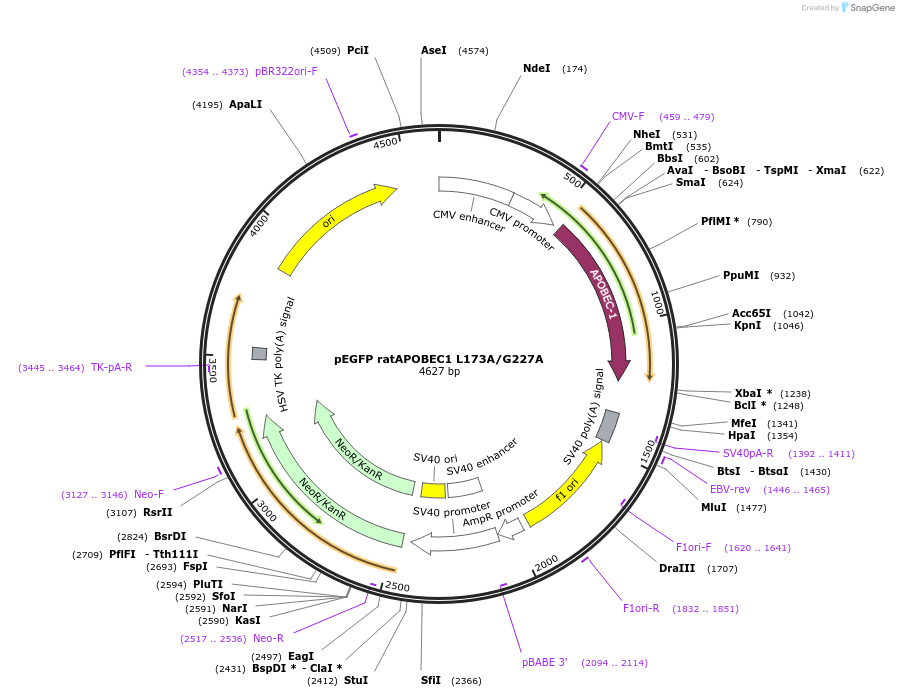 167169-plasmid-map-sequence-id-335363