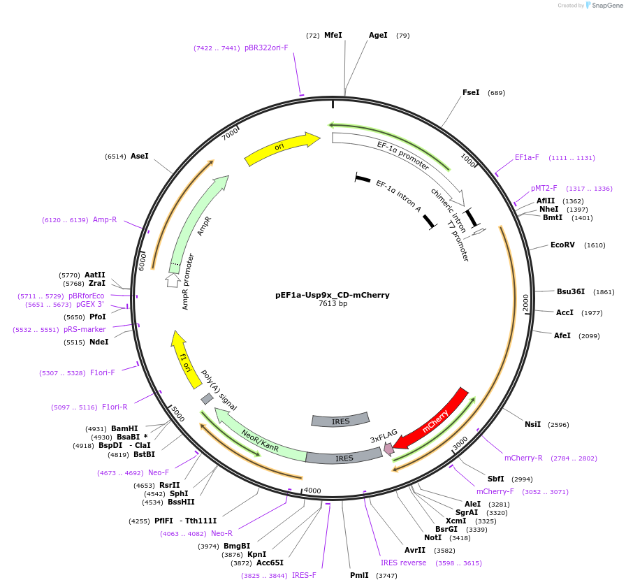 170380-plasmid-map-sequence-id-335371