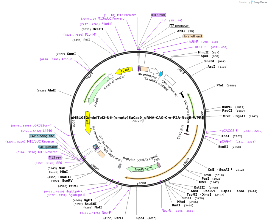 168108-plasmid-map-sequence-id-335409