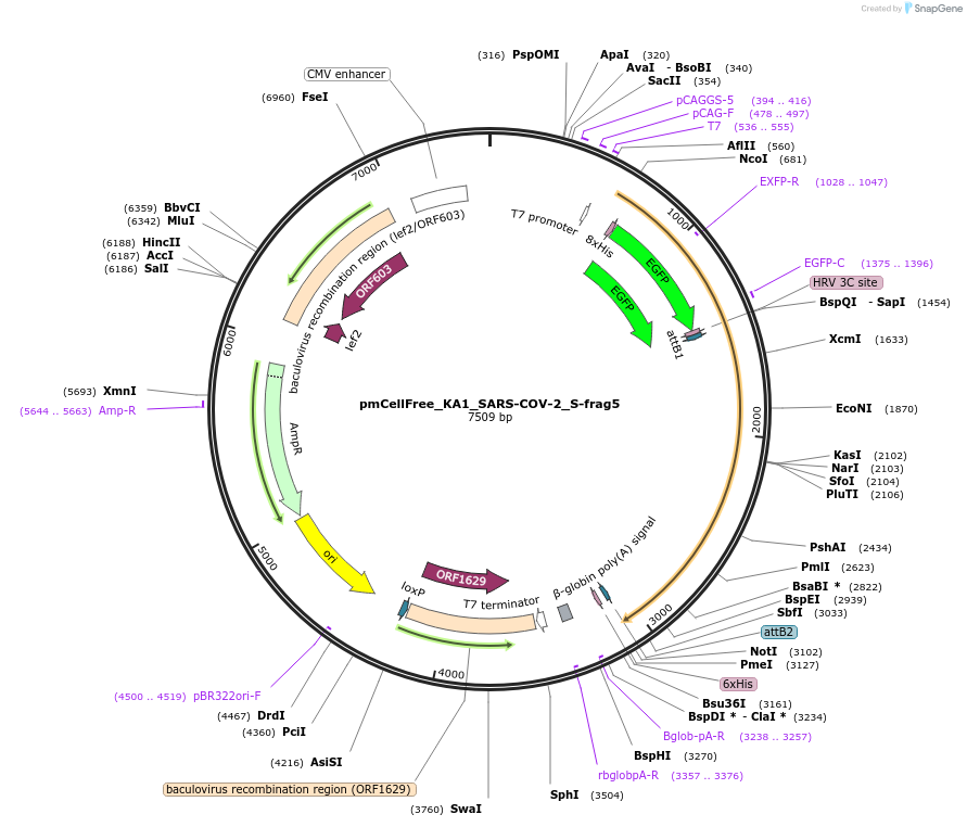 169404-plasmid-map-sequence-id-335424