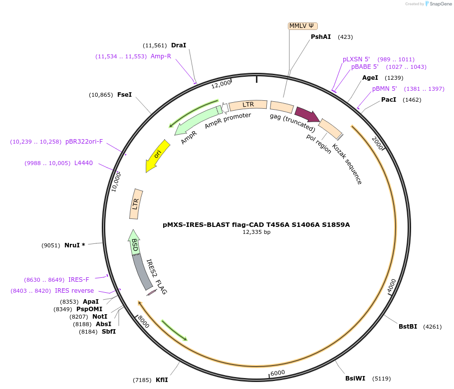 169826-plasmid-map-sequence-id-335434