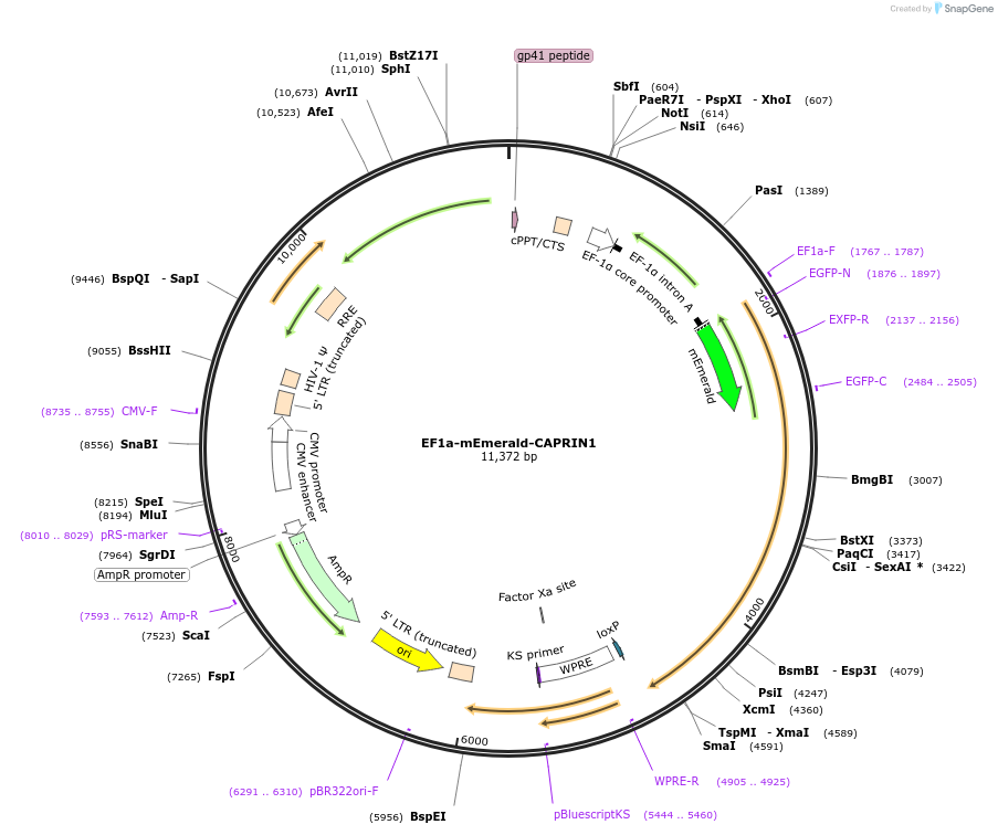 164218-plasmid-map-sequence-id-335438