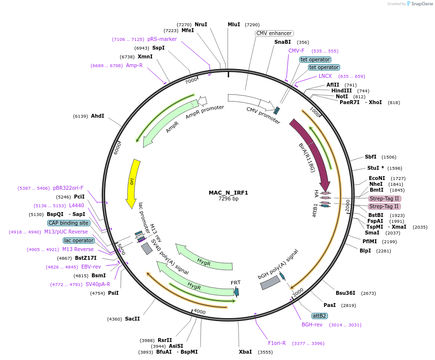 167760-plasmid-map-sequence-id-335440