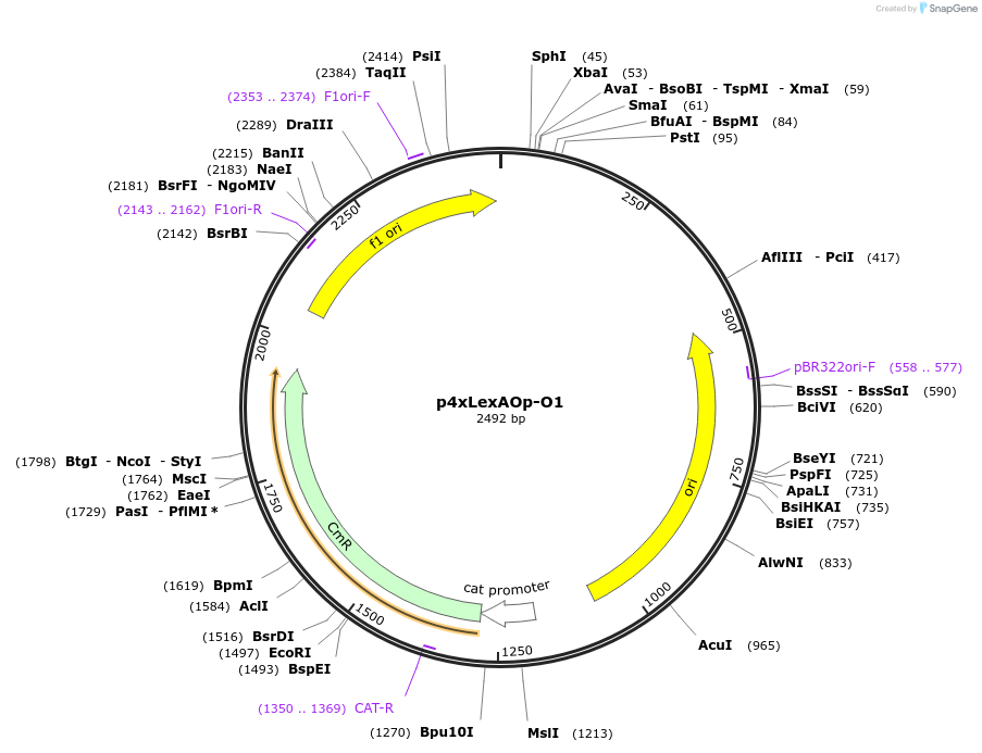165817-plasmid-map-sequence-id-335453
