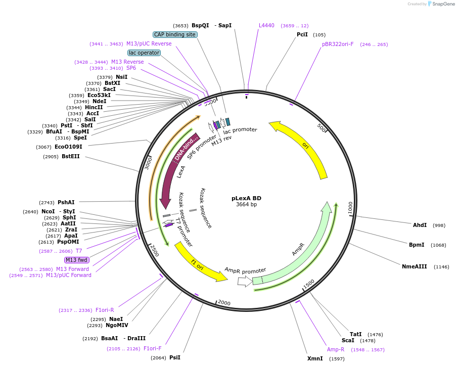 165821-plasmid-map-sequence-id-335454