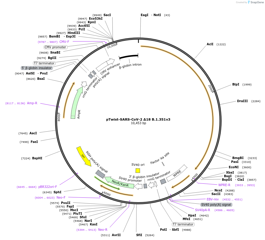 169464-plasmid-map-sequence-id-335487