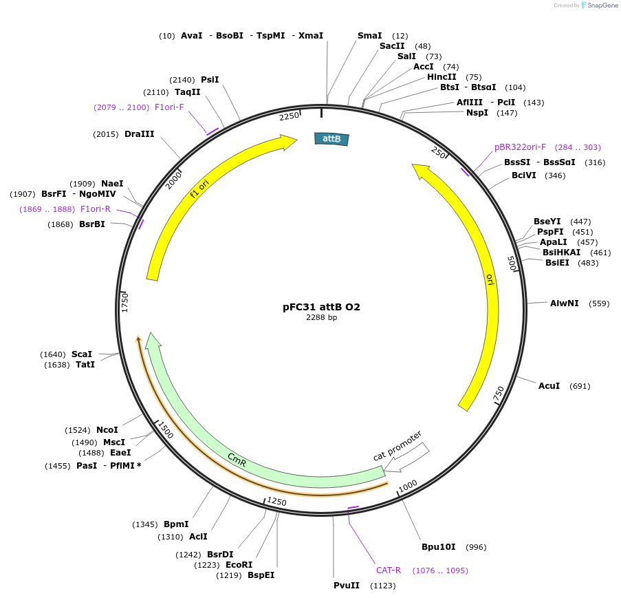 165844-plasmid-map-sequence-id-335493