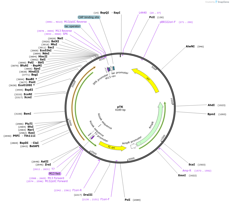 165841-plasmid-map-sequence-id-335494